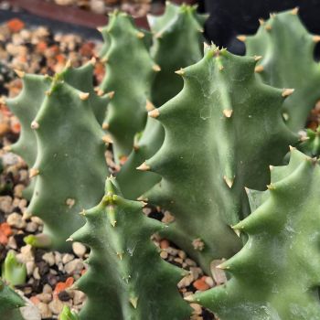Preview: Caralluma melanantha